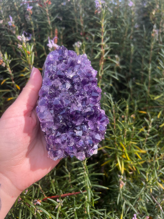 Amethyst Cluster- Statement Piece (From Uruguay)