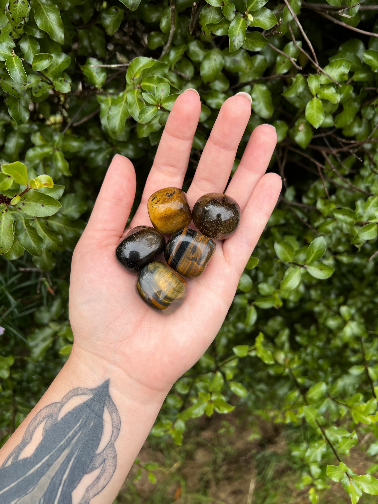 Tigers Eye Tumbles