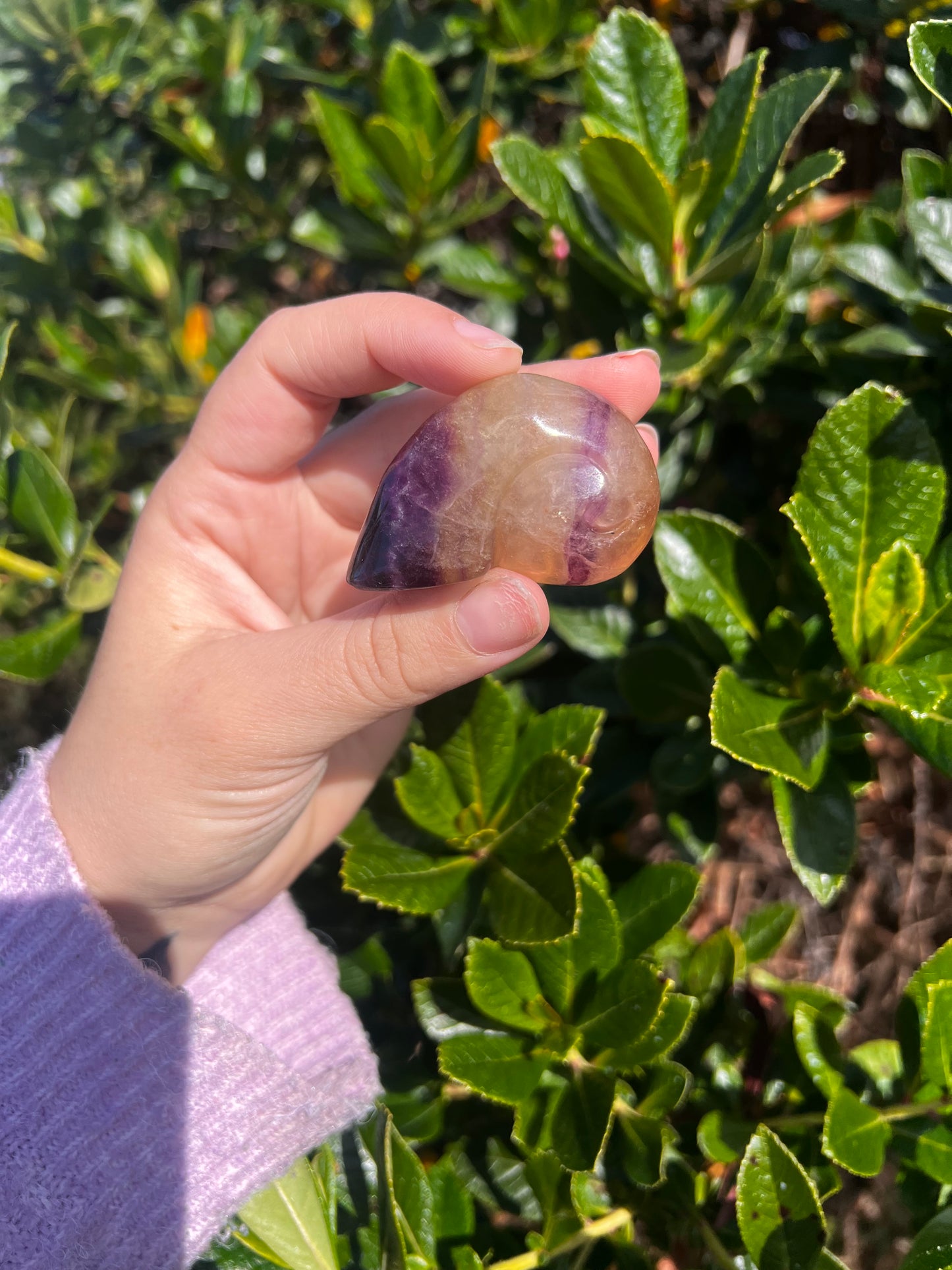 Candy Fluorite Shell- Misfit