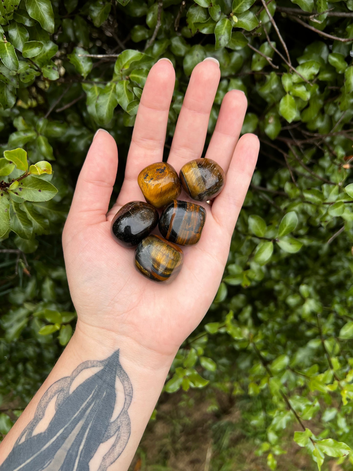 Tigers Eye Tumbles