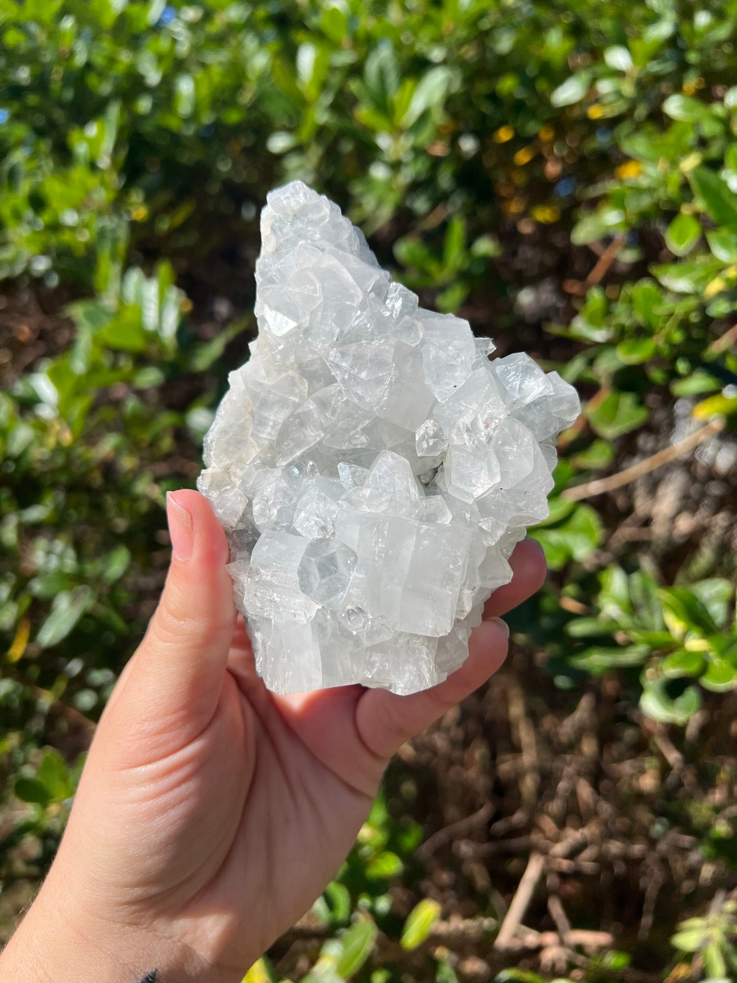 Apophyllite Cluster
