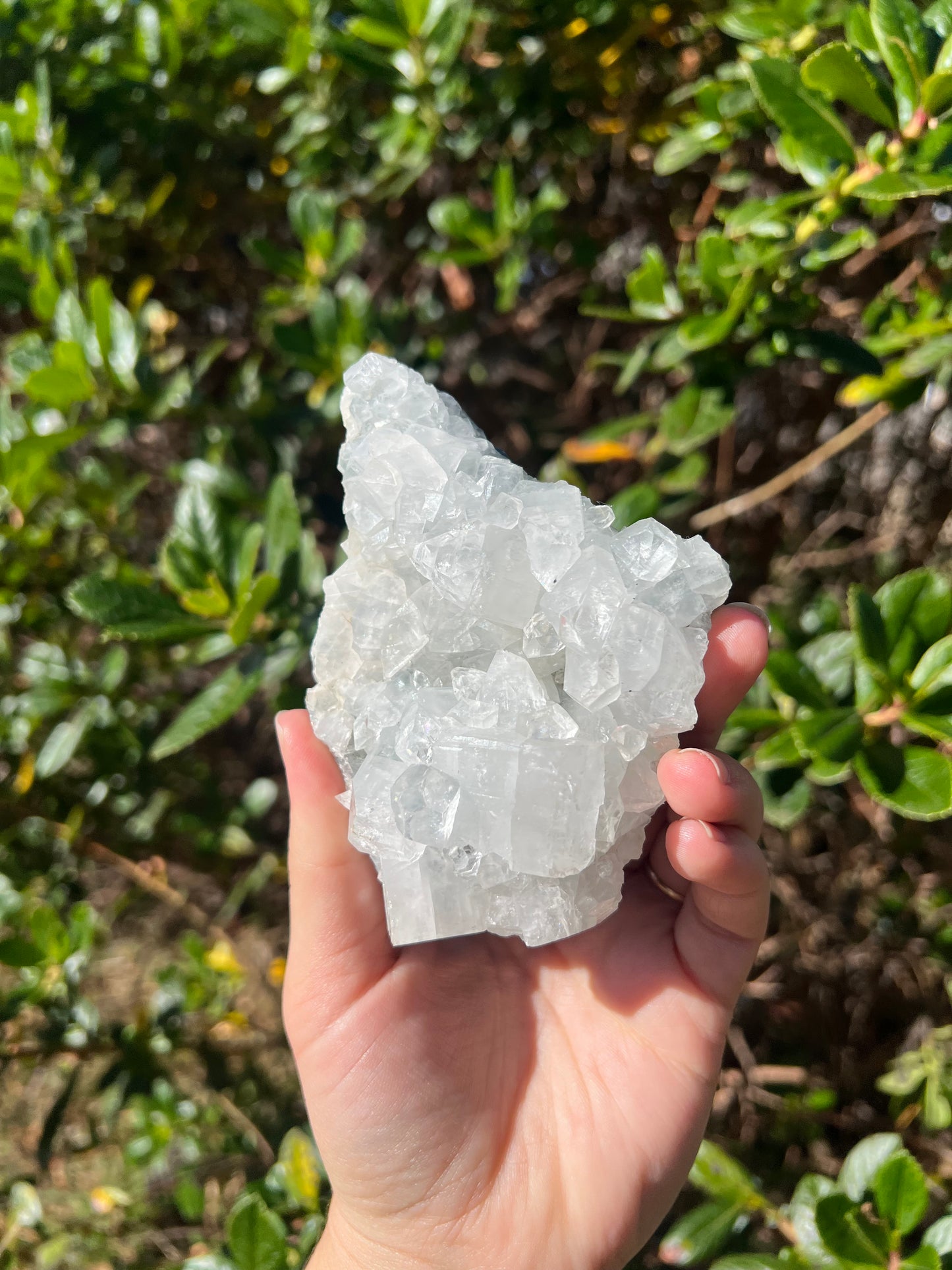 Apophyllite Cluster