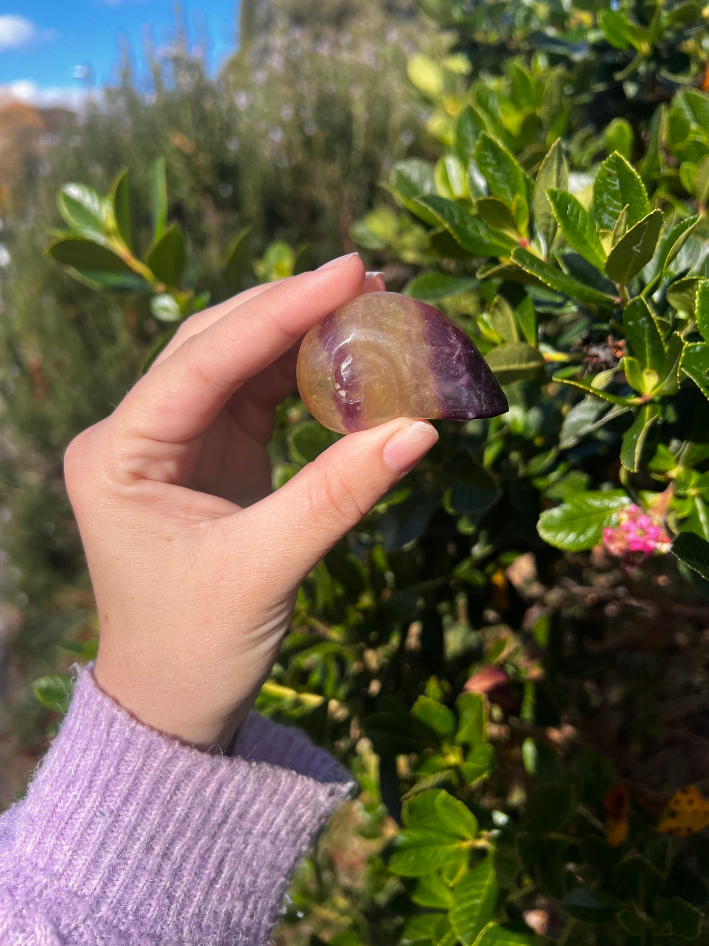 Candy Fluorite Shell- Misfit